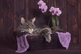Fototapeta Storczyk - kot storczyk