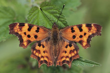  Polygonia C-album, The Comma Butterfly