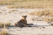 Young Cheetah Etosha 