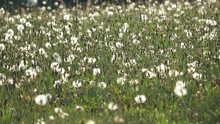 Dandelion Flower White Fluff And Green Grass Field Background In Summer Day Light
