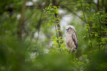 Canvas Print - A Great Horned Owlet tries to get a few minutes of rest in a passing spring rain storm surrounded by lush green leaves.