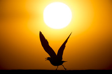 A Laughing Gull With Its Wings Raised Takes Off From A Beach Silhouetted Against The Setting Sun.
