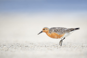 Wall Mural - A Red Knot in breeding plumage walks on a light sand beach in the soft dawn light.