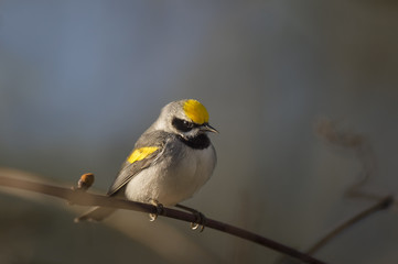 Canvas Print - A Golden-winged Warbler sits on a small perch in the early morning sun for a dramatic portrait.