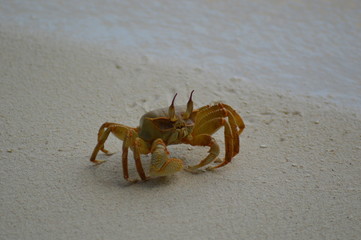 Green Crab on the sandy beach