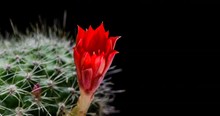 Red Cactus Flower Simultaneously Blooming On Black Background, 4K 4096x2160 Time Lapse Video