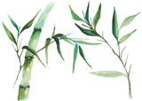 Fototapeta Sypialnia - Watercolor bamboo illustration