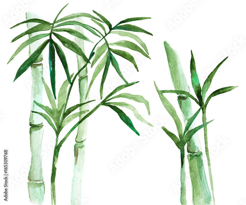 Fototapeta na wymiar Gałązki bambusowe na białym tle