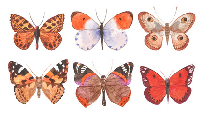 Watercolor butterflies illustration