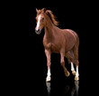red horse with the three white legs and white line on the face isolated on black background runs