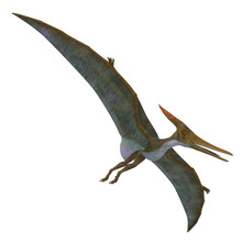 Pteranodon Reptile Soaring - Pteranodon Was A Flying Carnivorous Reptile That Lived In North America In The Cretaceous Period.