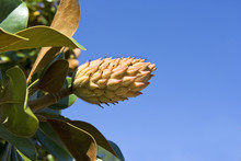 Magnolia Seed Cone Against Blue Sky.