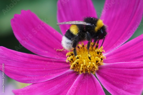 Zdjęcie XXL Pszczoła zapyla makro różowy kwiat