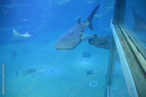 Plakat Rekin Wielorybi W Akwarium Osaka w Japonii