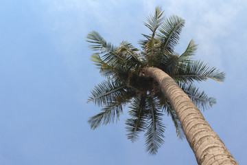 Wall Mural - View of nice tropical background with coconut palms. Thailand