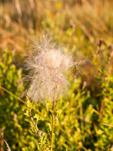 A White Fluffly Cloud Of Milk Thistle Flower Heads In The Summer Windy Field