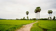 Landscape of countryside in southern Vietnam
