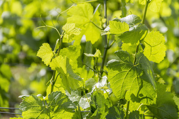 Wall Mural - grapevine plant detail