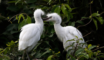  Beautiful snowy white baby egret playing with each other while mother out in search of food