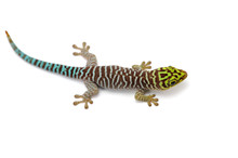 Standings Day Gecko Sits On Hands Isolated On White Background