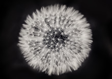 Close Up Of A Dandelion On Black And White