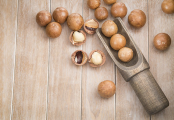 Wall Mural - Macadamia nuts (Macadamia integrifolia)