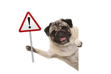 Smiling Pug Puppy Dog Holding Up Red Warning, Attention Traffic Sign, Isolated On White Background