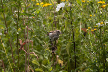 Wall Mural - Goldfinch (Carduelis carduelis) feeding on knapweed (Centaurea nigra). Female bird in the finch family (Fringillidae) feeding on seeds whilst perched on stem