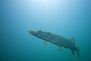 northern pike, esox lucius, czech dive