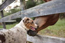 Dog And Horse Greeting