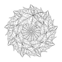 Maple Leaves Mandala Pattern. Autunn Adult Coloring Page