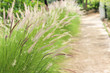 Mission  grass  with  road  in blurry  background. Pennisetum flower.