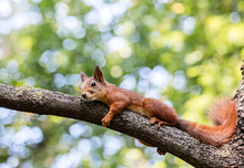 Little Red Squirrel Resting In Shade On Tree Branch During Summer Day