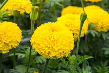 Wall Mural - yellow marigold flower in field