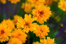 Yellow Orange Coreopsis Flower 