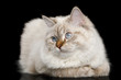 Cute Neva Masquerade Cat with Blue Eyes Lying on Isolated Black Background