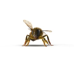 European honey bee, isolated on white. 3D illustration