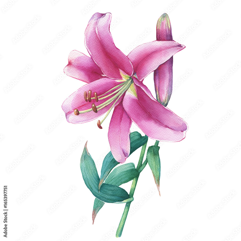 Close-up of a pink lily flower. Watercolor hand drawn painting illustration, isolated on white background.  - obrazy, fototapety, plakaty 