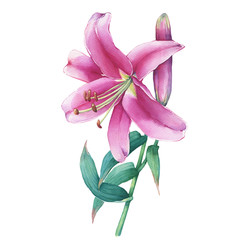 Wall Mural - Close-up of a pink lily flower. Watercolor hand drawn painting illustration, isolated on white background. 