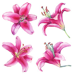 Wall Mural - Set, collection with  close-up of a pink Lilies flower. Watercolor hand drawn painting illustration, isolated on white background. 