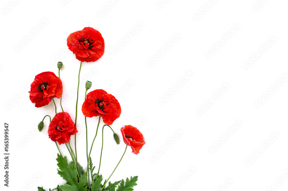 Contour Cut Stickers Flowers Red Poppies Papaver Rhoeas Common Names Corn Poppy Corn Rose Field Poppy Flanders Poppy Red Weed Coquelicot Headwark On A White Background With Space For Text Top View