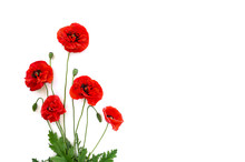 Flowers Red Poppies (Papaver Rhoeas), (common Names: Corn Poppy, Corn Rose, Field Poppy, Flanders Poppy, Red Weed, Coquelicot, Headwark) On A White Background With Space For Text. Top View, Flat Lay