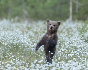 Wall Mural - Brown Bear cub standing in the middle of the cotton grass in a Finnish bog