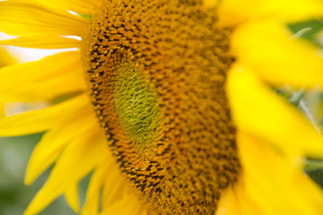 Wall Mural - Sonnenblumen