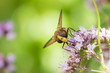 Hornet mimic hoverfly on flower