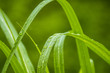 Grass leaf in Rain