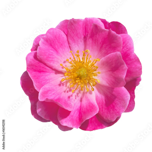 single pink rose  isolated  background