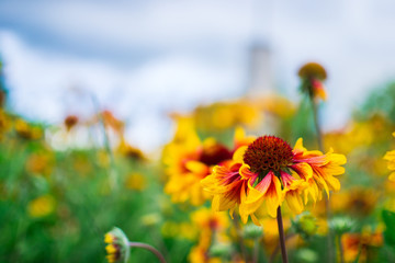 Flowers echinacea in a flower garden on a sunny day