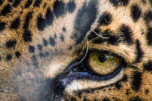 Eye Of A Leopard