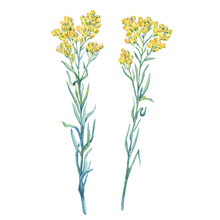 A Branch Close-up Of A Yellow Helichrysum Arenarium (dwarf Everlast,  Immortelle)  Flower, Medicinal Plant. Watercolor Hand Drawn Painting Illustration, Isolated On White Background.